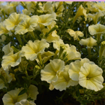 Petunia Surfinia Impulz Yellow